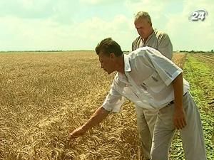 Квота на експорт зерна може становити 5 млн. тонн Квота на експорт зерна може становити 5 млн. тонн