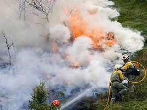 З початку року від лісових пожеж постраждало близько 5 тис. га