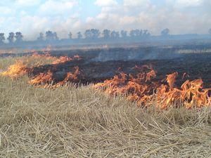 У Луганській області згоріли 4 житлових будинки через займання трави