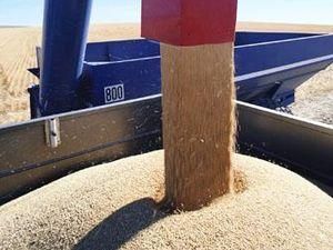 Генпрокуратура перевіряє дотримання законів експорту зерна