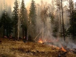 Чудо у Росії: на місцях, де Путін гасив пожежі, зацвіли квіти