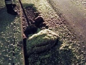 Німеччина: під час парування комахи становлять загрозу дорожньому руху Німеччина: під час парування комахи становлять загрозу дорожньому руху