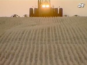 Пшениця дорожчає другий день поспіль Пшениця дорожчає другий день поспіль