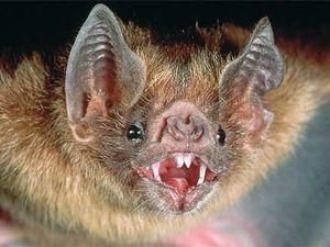 В Перу на людей нападають вампіри В Перу на людей нападають вампіри