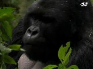 У Руанді горил рятують від зникнення за допомогою грошей туристів
