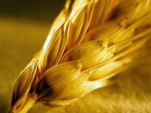 Грузія шукає альтернативу російській пшениці Грузія шукає альтернативу російській пшениці