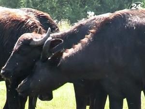 На Закарпатті відроджують популяцію буйволів