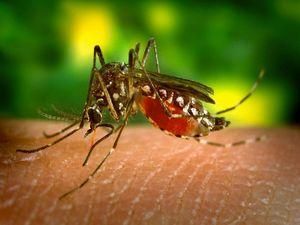 У Малайзії зареєстрували більше 30 тис. випадків захворювання смертельною лихоманкою У Малайзії зареєстрували більше 30 тис. випадків захворювання смертельною лихоманкою