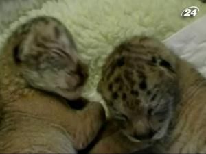 На Тайвані народилися лігри - гібриди між левом і тигром На Тайвані народилися лігри - гібриди між левом і тигром