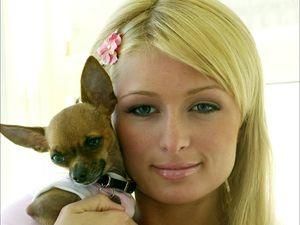 Періс Хілтон приїде до Києва обирати Міс Україна Періс Хілтон приїде до Києва обирати Міс Україна