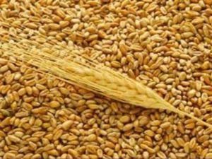 Зернова асоціація просить збільшити і відстрочити квоти на експорт