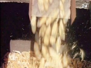 Україна поки не квотуватиме експорт кукурудзи Україна поки не квотуватиме експорт кукурудзи