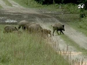 У Німеччині збільшується кількість кабанів, заражених радіацією У Німеччині збільшується кількість кабанів, заражених радіацією