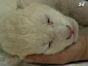 Популяція білих левів у зоопарку поповнилася 2 малятами Популяція білих левів у зоопарку поповнилася 2 малятами