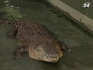 У восьминога Пауля з’явився серйозний конкурент У восьминога Пауля з’явився серйозний конкурент