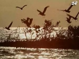 British Petroleum приховує важливі факти British Petroleum приховує важливі факти