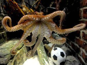 Чемпіонат світу-2018: Пауль вказує на Англію Чемпіонат світу-2018: Пауль вказує на Англію