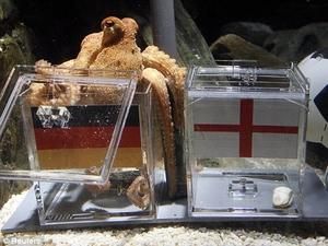 Восьминіг Пауль стане зіркою реклами Чемпіонату світу 2018 року Восьминіг Пауль стане зіркою реклами Чемпіонату світу 2018 року