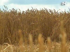 Тема тижня: Україна може запровадити квотування експорту зерна Тема тижня: Україна може запровадити квотування експорту зерна