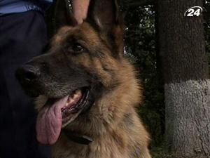 Вперше в Україні відзначили вівчарку найвищою нагородою МВС Вперше в Україні відзначили вівчарку найвищою нагородою МВС