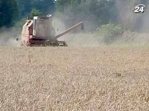 Зернотрейдери проводять махінації з якістю зерна