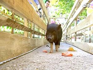 10 поросят змагались у перегонах та "свинболі" 10 поросят змагались у перегонах та "свинболі"