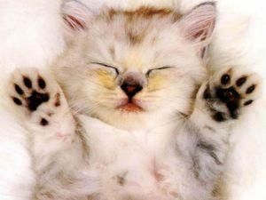 У Росії забирають домашніх тварин за борги У Росії забирають домашніх тварин за борги