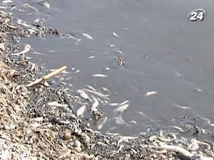 Причина гибелі риби - високий вміст сірководню Причина гибелі риби - високий вміст сірководню