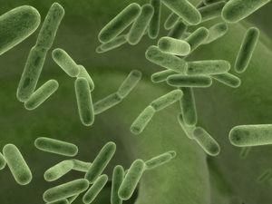 У Мексиканській затоці з'явилися мікроби, які їдять нафту У Мексиканській затоці з'явилися мікроби, які їдять нафту