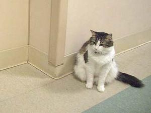 У Голлівуді знімуть фільм про кота, який пророчить смерть У Голлівуді знімуть фільм про кота, який пророчить смерть