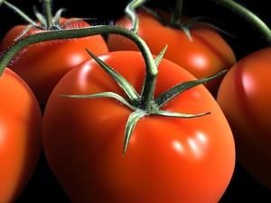 Ізраїль: вчені вивели новий сорт помідорів, який ідеально підходить для їх країни
