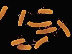 В Україні зростає захворюваність на сальмонельоз В Україні зростає захворюваність на сальмонельоз