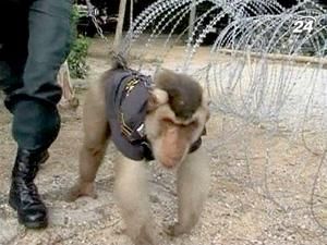 Макака-офіцер Піс допомагав поліцейським у їхній роботі Макака-офіцер Піс допомагав поліцейським у їхній роботі