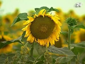 Україна - лідер на світовому ринку за експортом олії Україна - лідер на світовому ринку за експортом олії