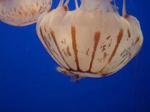 На півдні Казахстану у водосховищі завелися тропічні медузи На півдні Казахстану у водосховищі завелися тропічні медузи