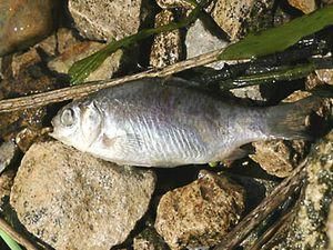 Рибу в річці Дон вбивають водорості