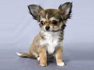 В Ірані заборонили рекламу домашніх тварин В Ірані заборонили рекламу домашніх тварин