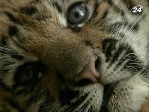 У аеропорту Бангкока у багажі знайшли живе тигреня У аеропорту Бангкока у багажі знайшли живе тигреня