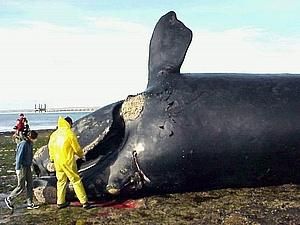 У Австралії підірвали хворого кита У Австралії підірвали хворого кита