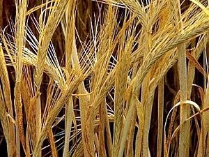 Вперше за останні 10 років Німеччина купуватиме пшеницю Вперше за останні 10 років Німеччина купуватиме пшеницю