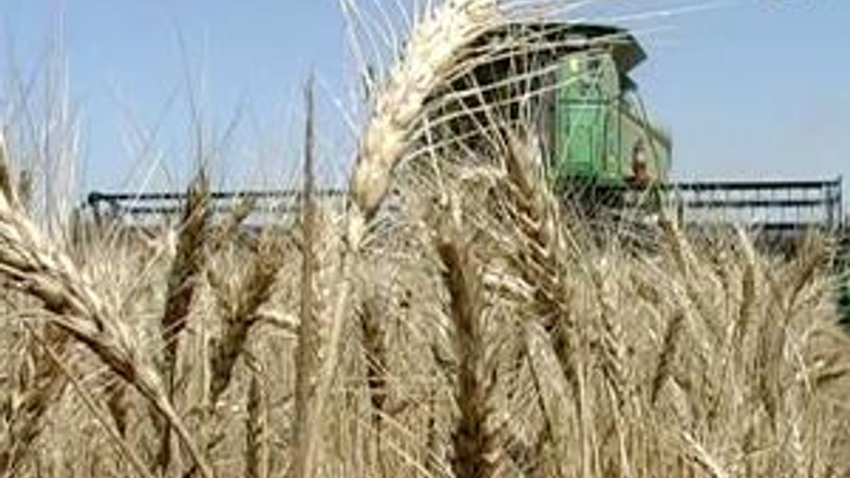 Сільськогосподарські підприємства завершили збір ранніх зернових