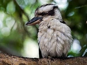 Австралія: директор школи заборонив використовувати слово Gay у пісні Австралія: директор школи заборонив використовувати слово Gay у пісні