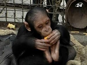 Шимпанзе, який помер в Київському зоопарку, могли ввезти контрабандою Шимпанзе, який помер в Київському зоопарку, могли ввезти контрабандою