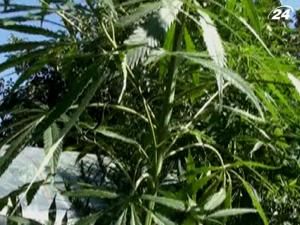 На Київщині чоловік вирощував коноплі, як приманку для риби На Київщині чоловік вирощував коноплі, як приманку для риби