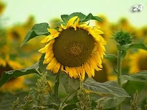 Без мит на соняшник бюджет може втратити - 1,5 млрд. грн. Без мит на соняшник бюджет може втратити - 1,5 млрд. грн.