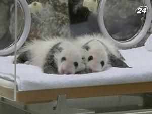 Двійнята панди вперше з'явилися на публіці Двійнята панди вперше з'явилися на публіці