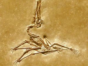 У Румунії знайшли останки гігантського птеродактиля У Румунії знайшли останки гігантського птеродактиля