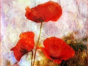 Єгипет: невідомий зателефонував в Міністерство культури з вимогою 6 мільйонів доларів за "Маки" Єгипет: невідомий зателефонував в Міністерство культури з вимогою 6 мільйонів доларів за "Маки"