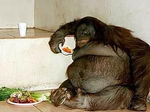 У Британії самку орангутанга посадили на дієту У Британії самку орангутанга посадили на дієту
