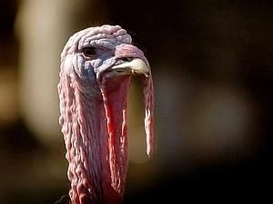 Вчені розшифрували геном індички Вчені розшифрували геном індички